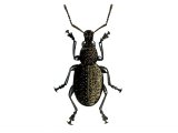 Vine Weevil (Otiorhynchus sulcatus) IN002