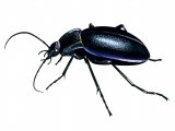 Violet Ground Beetle (Carabus violates) IN001