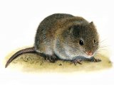 Vole (Common) Microtus arvalis M001