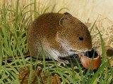 Vole (Field) Microtus agrestis M001