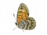 Wall Brown (Lasiommata megera) IN002