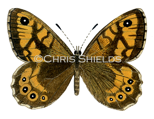 Wall Brown (Lasiommata megera) IN001