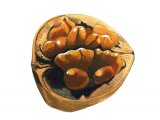 Wallnut (Juglans regia) BT076