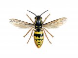 IH062 - Common Wasp female (Vespula vugaris)