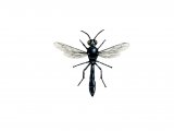 IH108 - Wasp (Trypoxylon figulus)