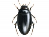 Water Beetle (Agabus biguttatus) IN004
