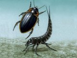Water Beetle (Colymbetes fuscus) IN014