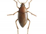 Water Beetle (Haliplus ruricollis) IN016