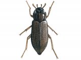 Water Beetle (Helophorus flavipes) IN007