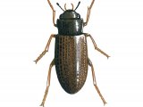 Water Beetle (Helophorus grandis) IN006