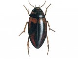 Water Beetle (Hydropurus palustris) IN008