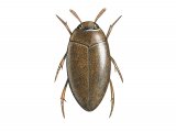 Water Beetle (Noterus clavicurnis) IN012