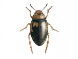 Water Beetle (Hygrotus inaequalis) IN009