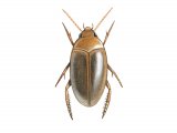 Water Beetle (Laccophilus minutus) IN011
