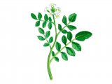 Watercress (Rorippa nasturtium-aquaticum) BT0138