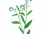 Water Forget-Me-Not (Myosotis scorpioides) BT0148