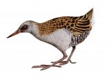 Water Rail (Rallus aquaticus) BD457