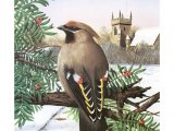 Waxwing (Bombycilla garrulus) BD0459