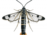 Welsh Clearwing (Synanthedon scoliaeformis) LE001