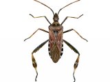 Western conifer shieldbug (Leptoglossus occidentalis) IN001