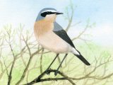 Wheatear (Oenanthe oenanthe) BD0461