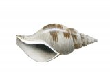 Whelk (Colus gracillis) OS004