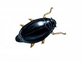 Whirligig Beetle (Gyrinus) IN003