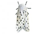 White Ermine Moth (Spilosoma lubricipeda) IN002