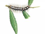 White Satin Moth Caterpillar (Leucoma salicis) IN001