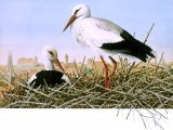 White Stork (Ciconia ciconia) BD0101