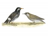 White-cheeked Starling (Sturnus cineraceus) B0102