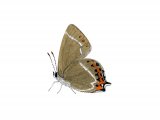 White-letter Hairstreak (Strymonidia w-album) IN002