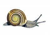 Snail (White-lipped) Cepaea hortensis OS001