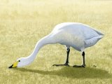 Whooper Swan (Cygnus cygnus) BD0478