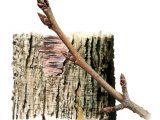 Wild Cherry bark & twig (Prunus avium) BT079