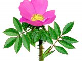 Wild Rose (Rosa rugosa) BT0299