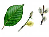 Willow leaf flowers & catkins(Salix caprea) BT086