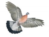 Wood Pigeon (Columba palumbus) BD0487