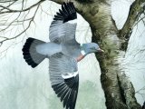 Wood Pigeon (Columba palumbus) BD0485