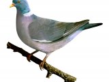 Wood Pigeon (Columba palumbus) BD0486