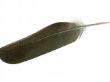 Wood Pigeon P2 feather (Columba palumbus) BD0600