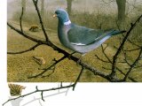 Wood Pigeon & fox (Columba palumbus) BD0468