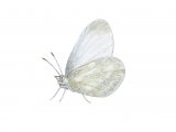 Wood White (male) Leptidea sinapis IN003