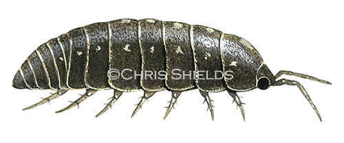 Woodlouse (Pill) Armadillidium vulgare TA0025