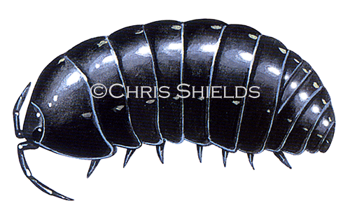 Woodlouse (Pill) Armadillidium vulgare TA0027