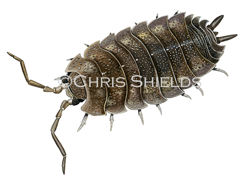 Woodlouse (common rough) Porcellio scaber TA0014