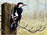 Great Spotted Woodpecker (Dendrocopos major) BD0492