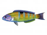 F248 - Wrasse (Turkish, Rainbow or Peacock) (female) Thalassoma pavo