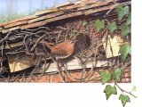 Wren (Troglodytes troglodytes) BD00498