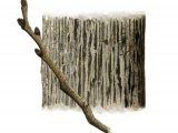 Wych Elm bark & twig (Ulmus glabra) BT085